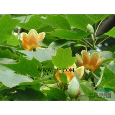 供應江西紅楓小苗*新價格