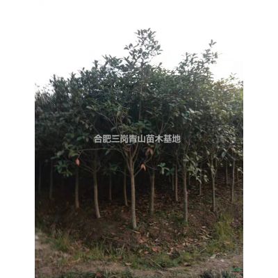 安徽紅花繼木球   海桐球 紫薇   紅葉桃 ，三角楓 ，枇杷  櫻花 紅花繼木批發/供應