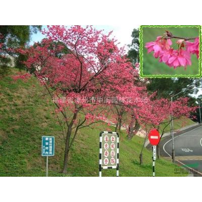 矮紫薇：地苗和袋苗