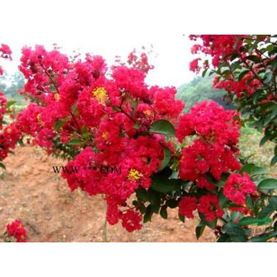 山東美國紅楓小苗