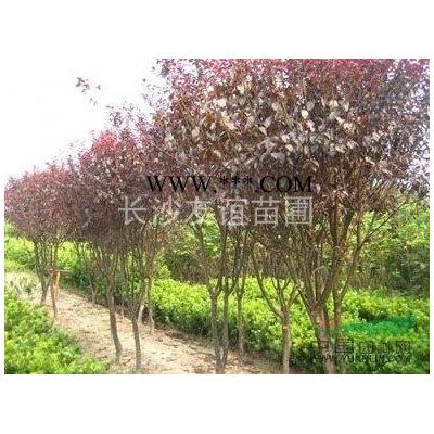 供應紅楓，湖南紅楓價格，紅楓工程用苗
