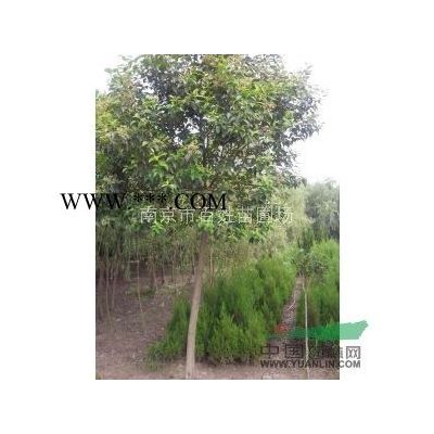 福建紫薇價格行情
