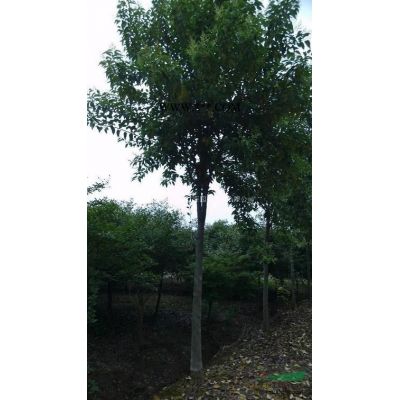 湖北地區(qū)供應3-4公分紅楓