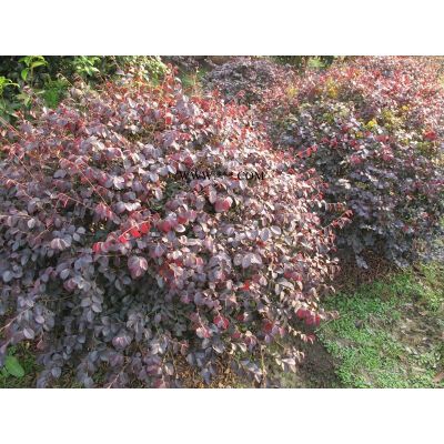 紅楓