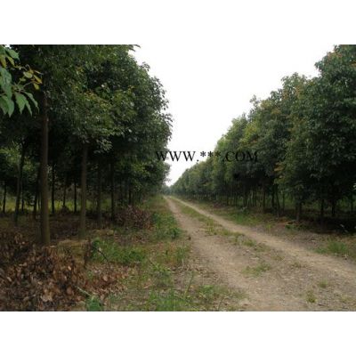 紅楓(冠3-5米)