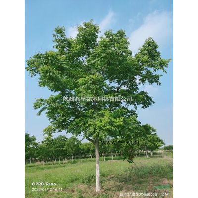 美國紅楓 美國紅楓價格 美國紅楓圖片 美國紅楓陜西苗木基地