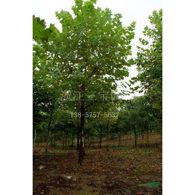 供應地徑4-7公分精品紅楓