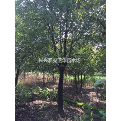 香樟樹。 無(wú)患子   烏桕   欒樹   樸樹   紅梅