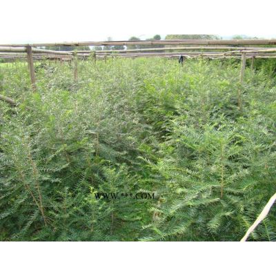 大量低價(jià)供應(yīng)各規(guī)格紫薇、廣玉蘭、紅葉李等苗木