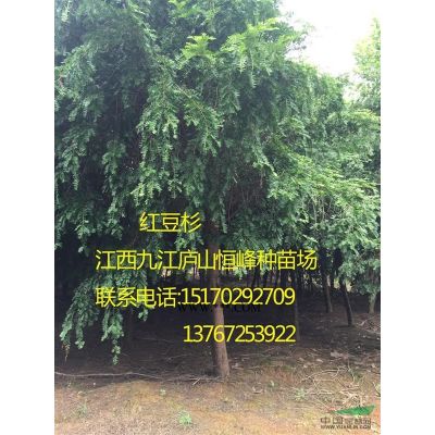 江西欒樹，九江欒樹，欒樹供應