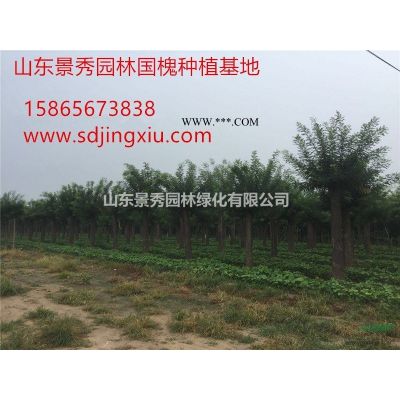 菏澤10公分紅葉李價格和產地