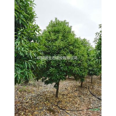 江西大量出圃欒樹
