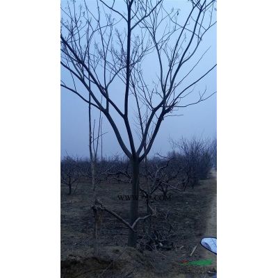 長期供應12-35公分欒樹
