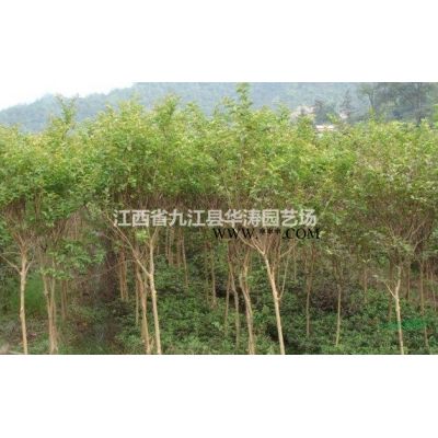江西櫸樹(shù)一年生小苗，地徑1-2公分紅櫸，紅櫸小苗專供