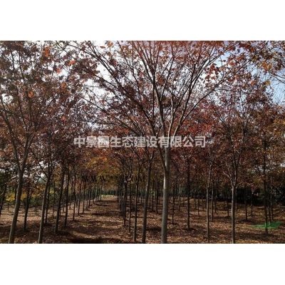 紅櫸樹規格10-23cm,數量1000株