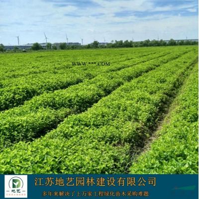 江蘇櫻花價(jià)格 早櫻 晚櫻 日本櫻花價(jià)格 染井吉野