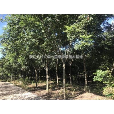 低價供應三角楓,櫻花,櫸樹 8-15公分