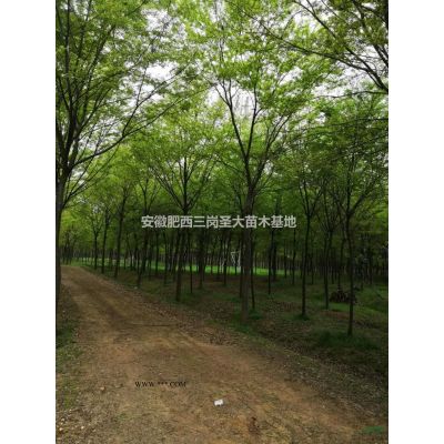 供應(yīng)8-12公分櫻花/精品櫻花/染井吉野