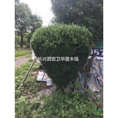 烏桕、紅梅、櫻花