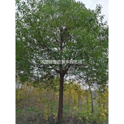 江蘇沭陽櫻花圖片/江蘇沭陽櫻花報(bào)價(jià)