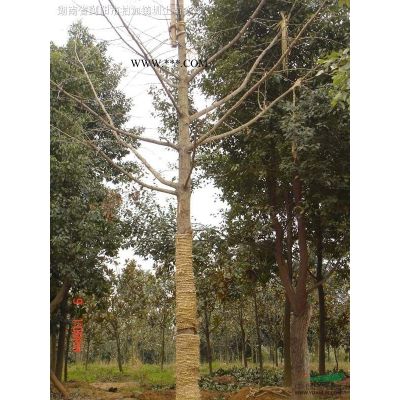 櫻花 瀏陽市澤云苗木種植專業合作社 咨詢櫻花價格聯系我