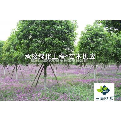 供應櫻花 成都晚櫻基地、陜西湖南湖北購買晚櫻的看過來