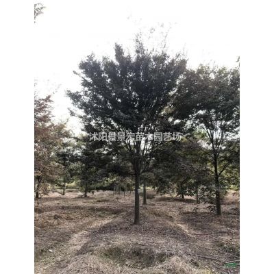 江蘇沭陽叢生樸樹價(jià)格優(yōu)惠/江蘇叢生樸樹哪里便宜