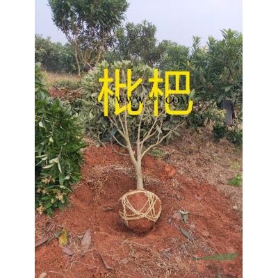 大量供應櫻花1公分到15公分