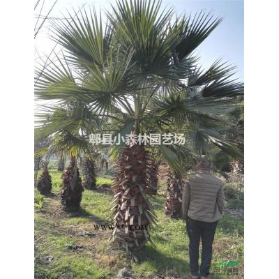 櫻花，日本櫻花，日本晚櫻