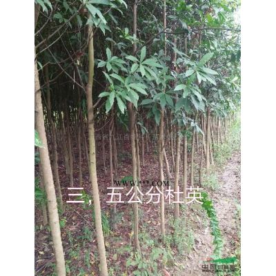 江西九江樸樹小苗批發/供應