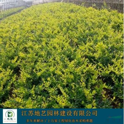 供應(yīng)紅花紫薇產(chǎn)地 江蘇地藝園林苗圃基地 江蘇紅花紫薇價格