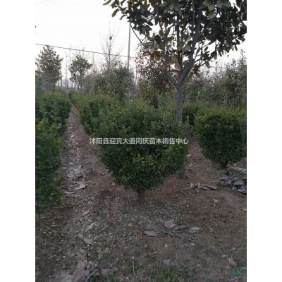 江蘇沭陽(yáng)基地。美國(guó)紫薇、紅火箭紫薇、紅火球紫薇、紅葉紫薇
