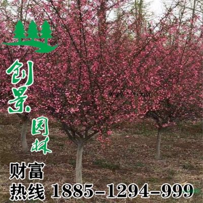 紫薇 苗木批發 苗木價格  紫薇樹_圖片_苗圃低價直銷