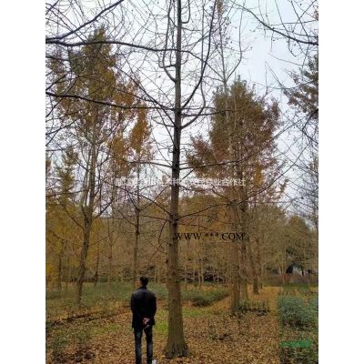5公分紫薇　8公分紫薇　10公分紫薇　15公分紫薇　20公分紫薇　2-18公分紫薇　叢生紫薇