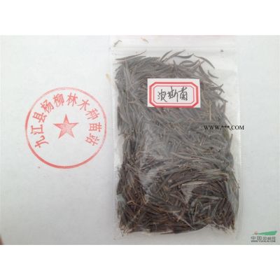 供應紅楓 紅楓小苗價格 九江紅楓基地 規格全