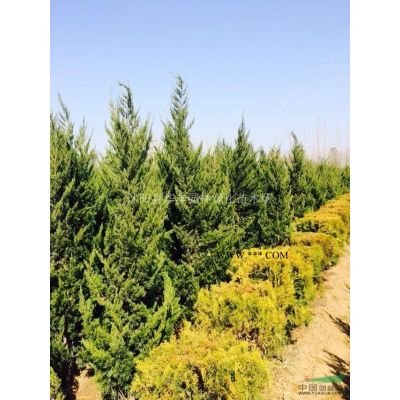 紅楓，江蘇紅楓，紅楓價格，紅楓供應