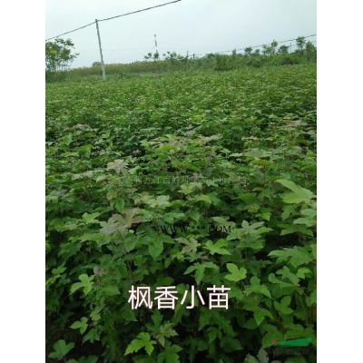 馬褂木小苗*新價格/馬褂木小苗報價