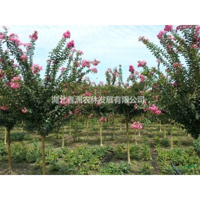 大小規(guī)格可供江西紫薇 紫薇樹價(jià)格 紫薇*直銷基地