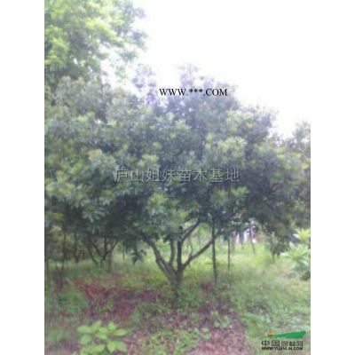 江西馬褂木1到20公分*新報(bào)價(jià)/馬褂木1到20公分圖片