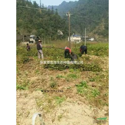 馬褂木種供應  張家界地區   宏茂生態種苗有限公司