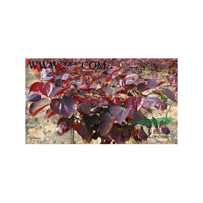 玫瑰紅紫薇管理|玫瑰紅紫薇購買
