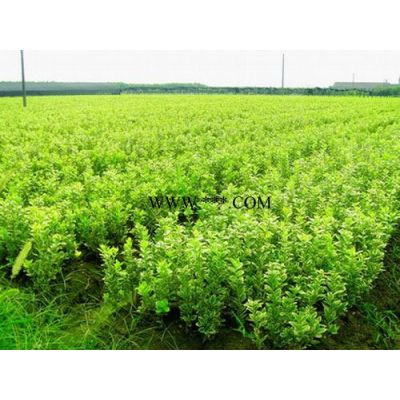 叢生紫薇、紫荊、紫葉李