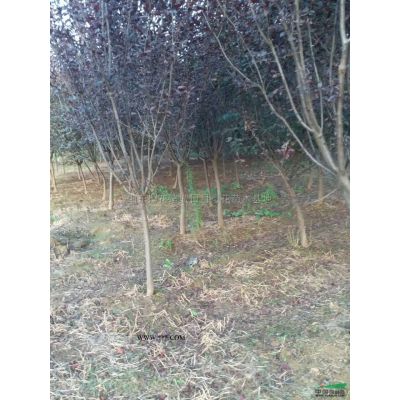 紅葉李苗批發/山東紅葉李苗批發/特價批發山東紅葉李苗