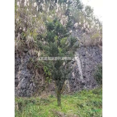 大量供應(yīng)山茶花、茶梅、櫻花、桂花、紫薇、杜鵑等園林苗木