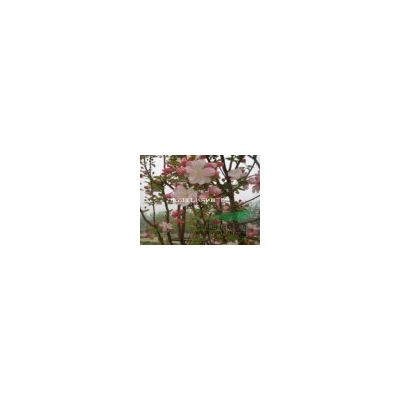 南京3公分4公分5公分紅葉李什么價格