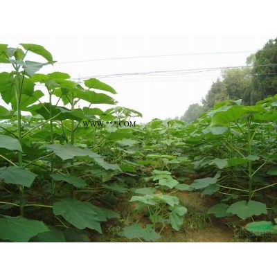欒樹小苗 黃山欒樹小苗 欒樹小苗基地供貨價格