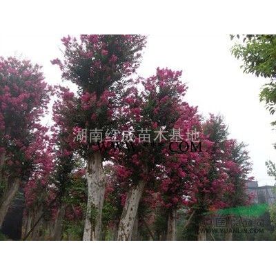 供應湖南欒樹/湖南欒樹價格/移栽欒樹/野生欒樹/黃山欒樹