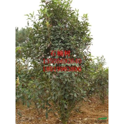 紅葉李行情報(bào)價(jià)\紅葉李圖片展示
