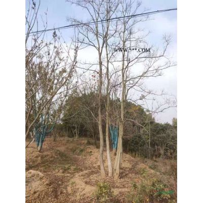 安徽欒樹批發價格便宜 合肥欒樹價格 欒樹報價 今年采購欒樹建