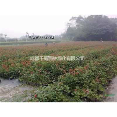 供應(yīng)欒樹批 搖錢樹 熟貨 欒樹價(jià)格 2-3年冒 貴州湖北低價(jià)